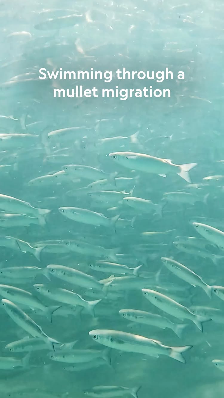 natgeo의 게시물
