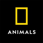 Foto de perfil de natgeoanimals